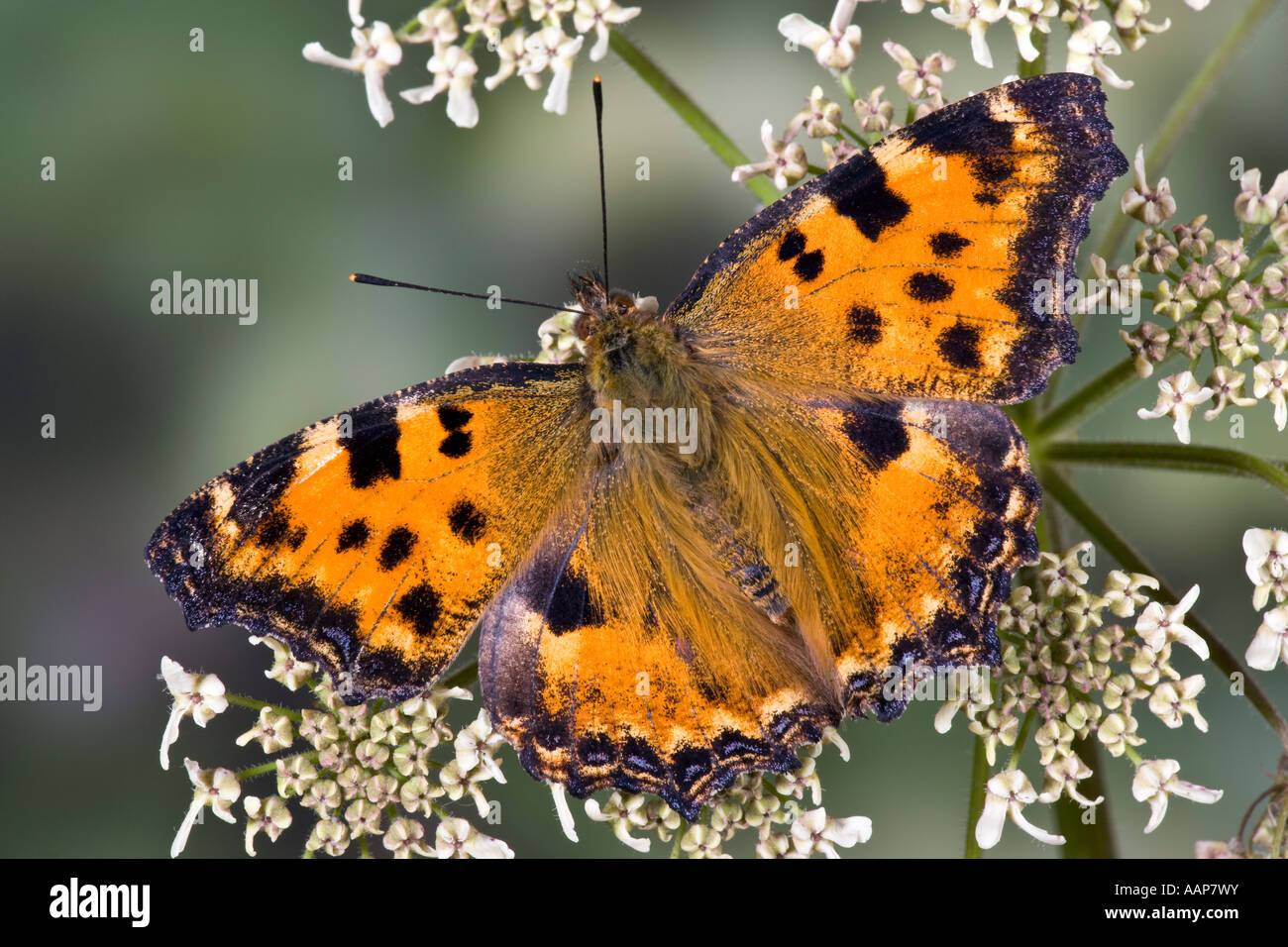 Grande Tartaruga - Nymphalis polychloros a riposo sul fiore hogweed con bel al di fuori della messa a fuoco lo sfondo Foto Stock