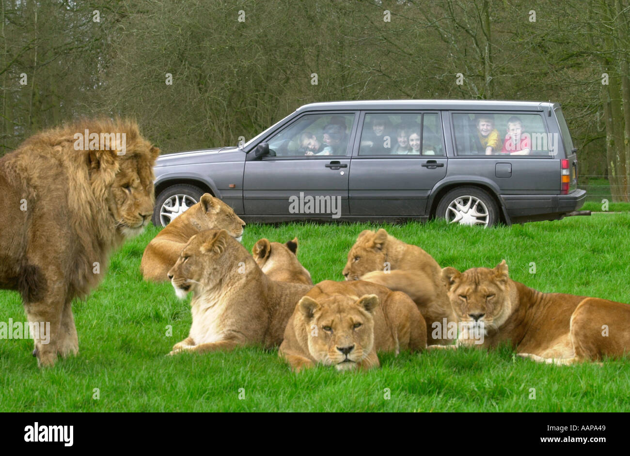 Il contenitore di LION A LONGLEAT REGNO UNITO Foto Stock