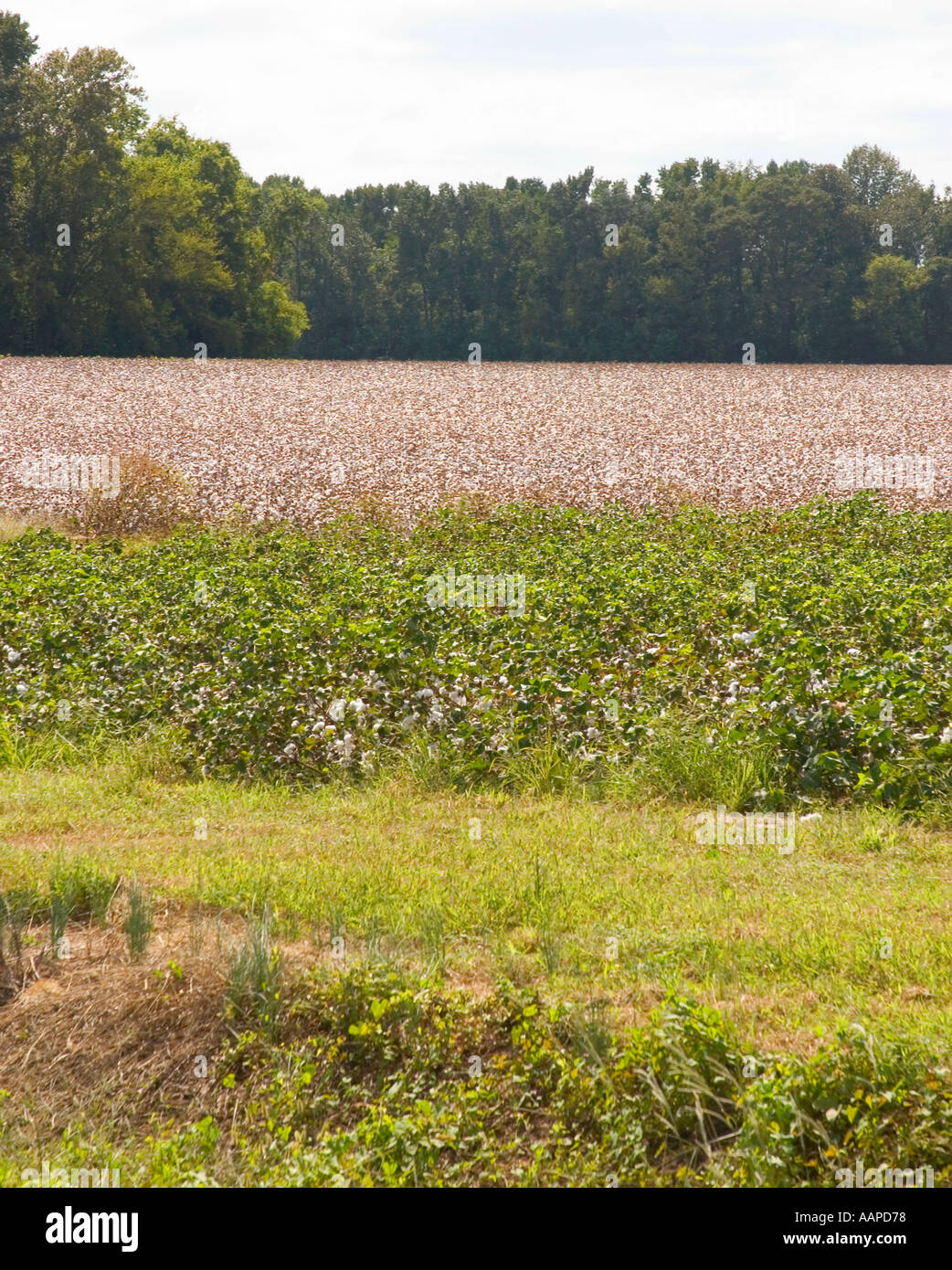 La coltivazione del cotone in campo in Carolina del Sud farm USA Foto Stock