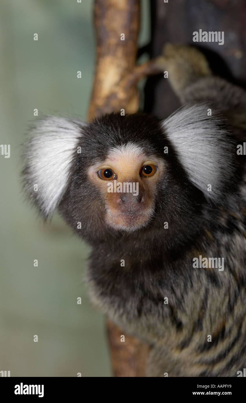 Un singolo adulto comune (Marmoset Callithrix jacchus) appesa al ramo di albero e di guardare direttamente la fotocamera Foto Stock