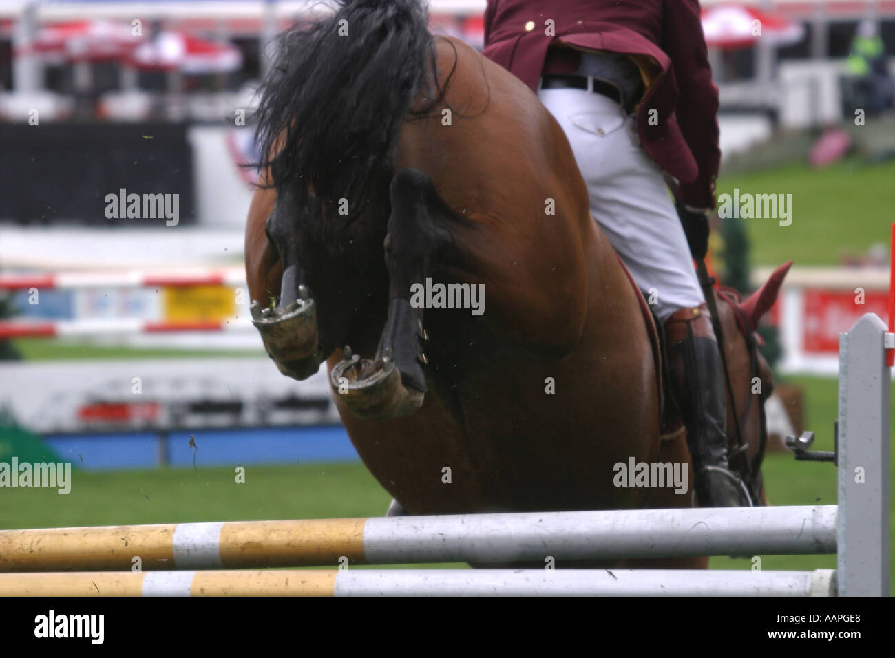 Equestrian show jumping a Calgary Alberta Canada Foto Stock