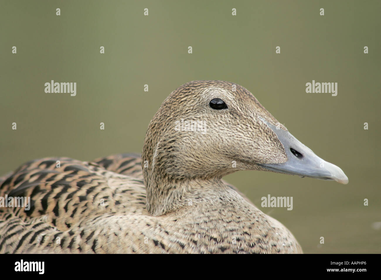 Una donna single Eider Duck (Somateria mollissima) closeup e nel profilo. Foto Stock