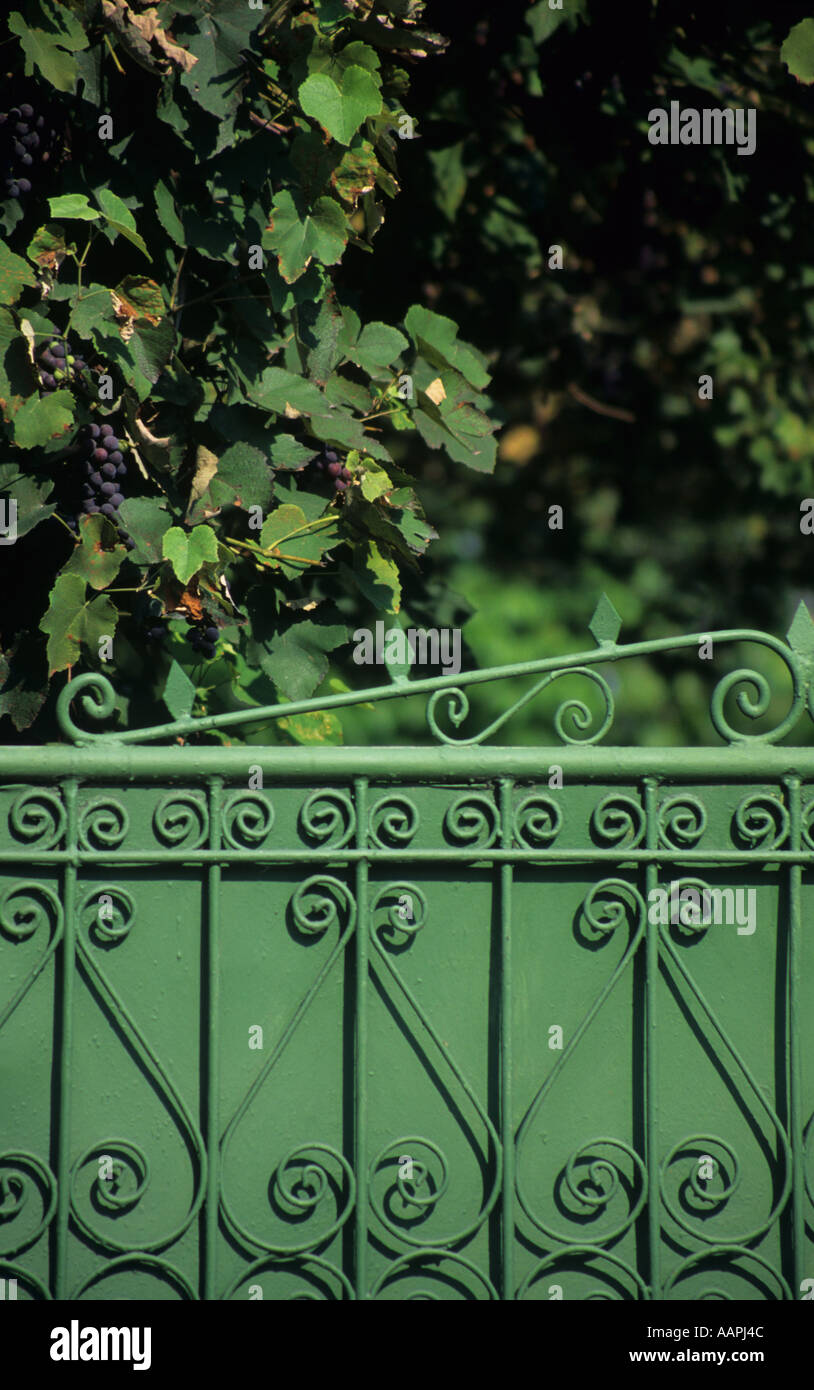 Cancello verde e uva villaggio rumeno Foto Stock