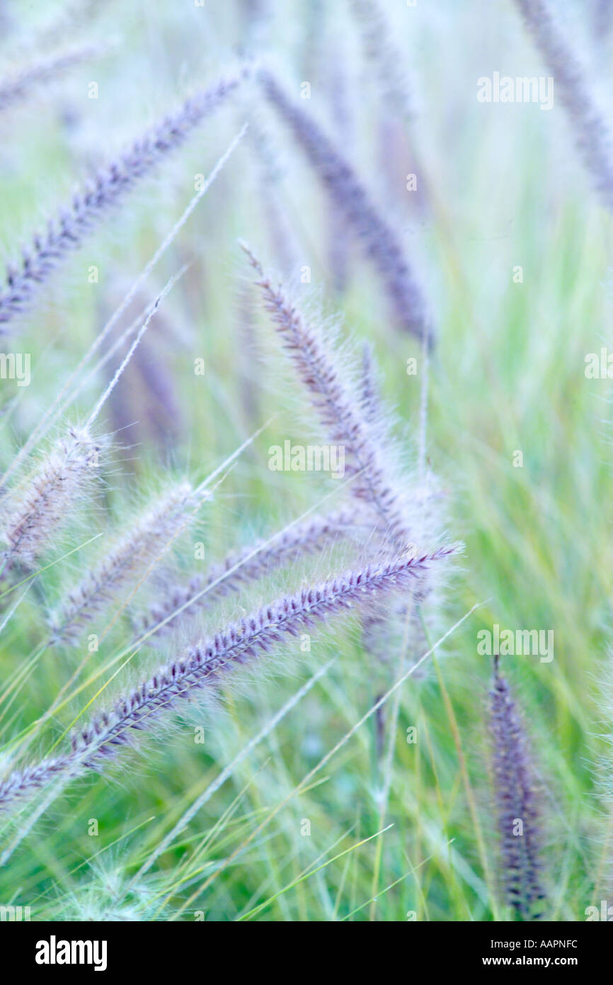 Erbe soffiando nel vento Foto Stock