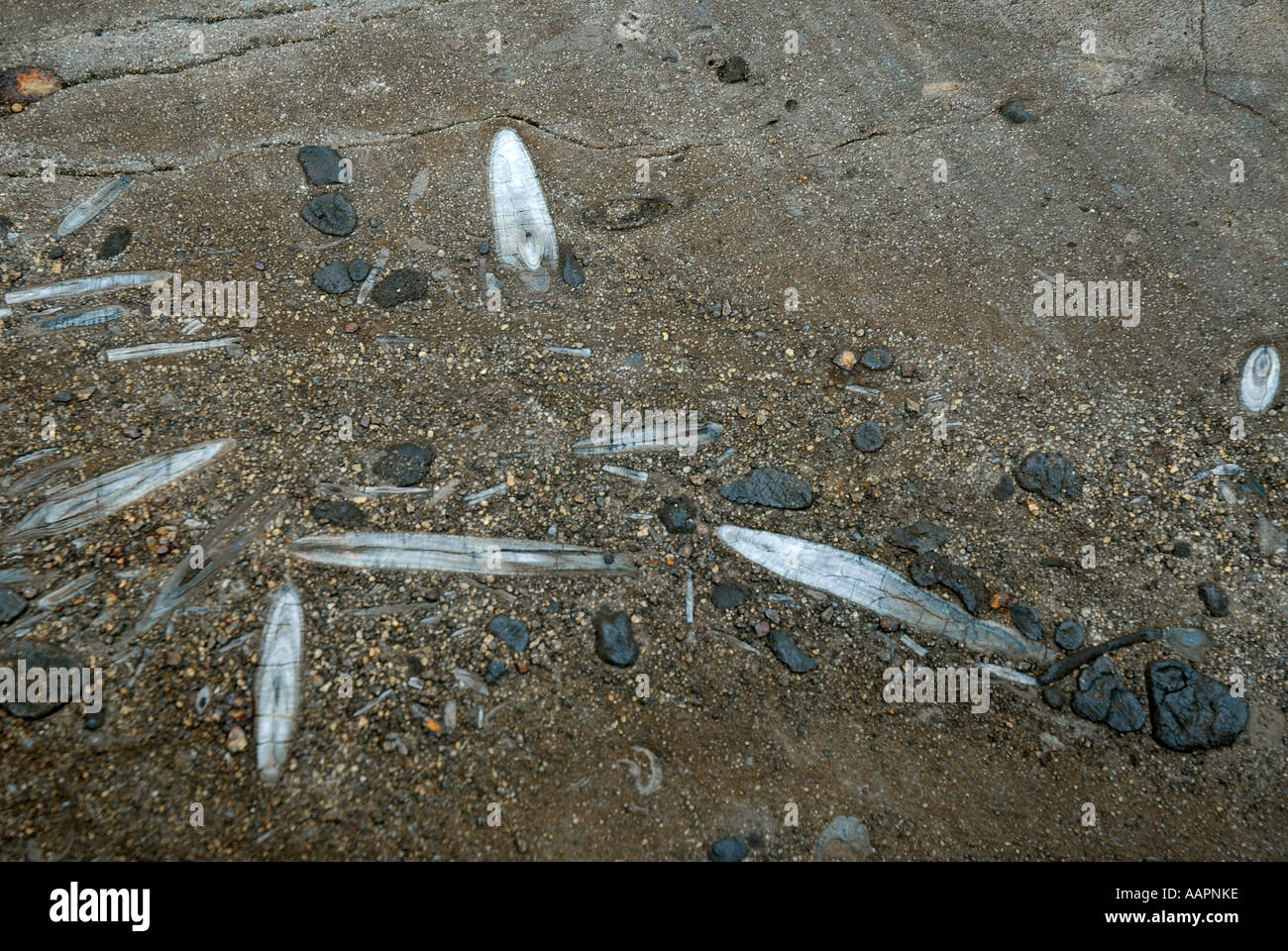 La Patagonia Argentina resti fossili nelle montagne del Parque Nacional Los Glaciares Foto Stock