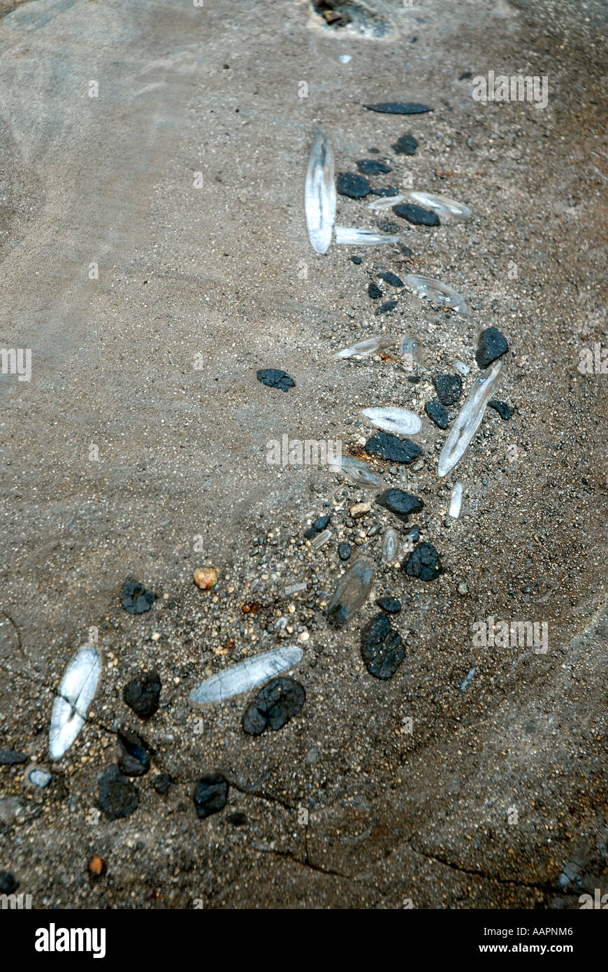 La Patagonia Argentina resti fossili nelle montagne del Parque Nacional Los Glaciares Foto Stock