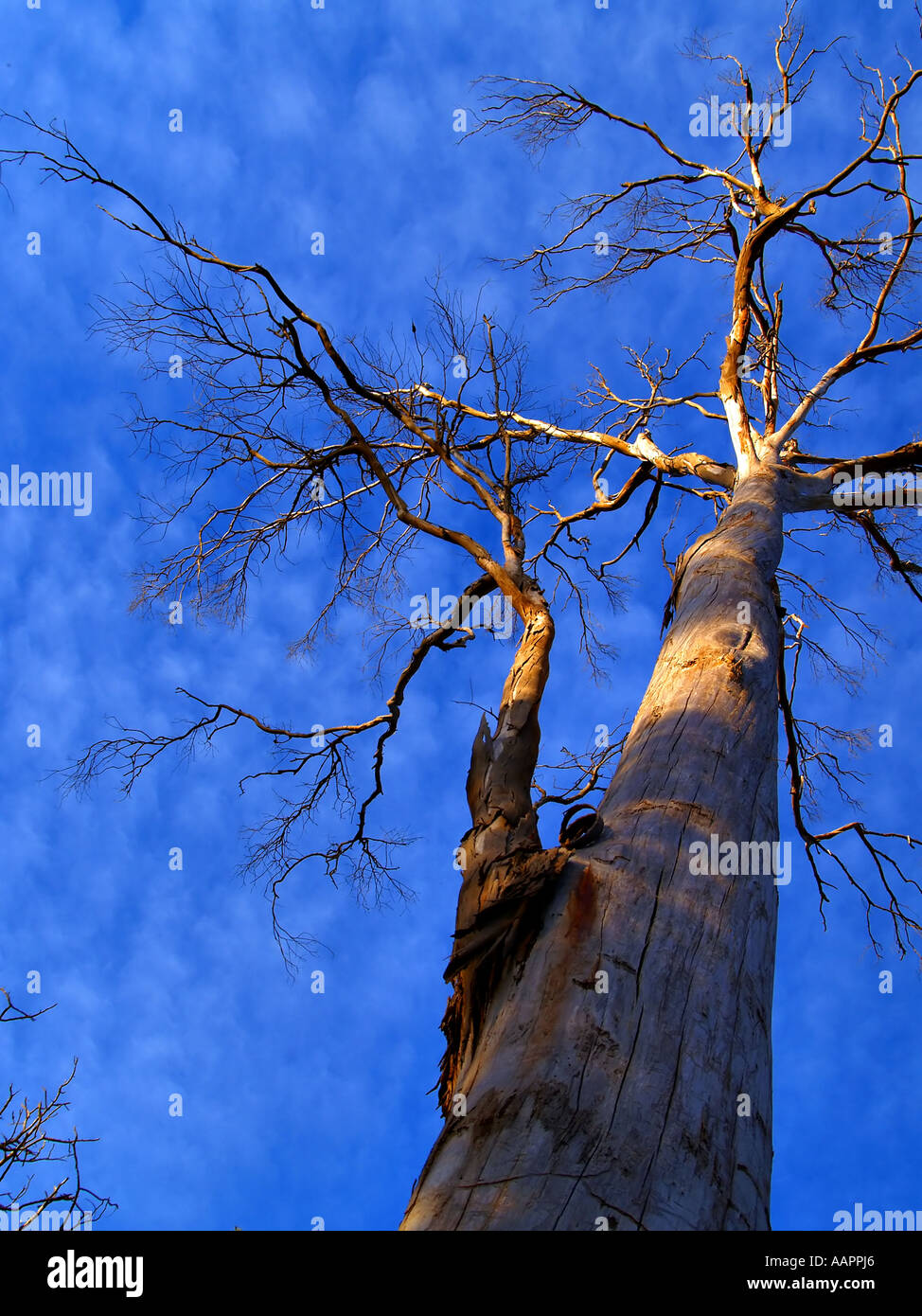Grandi Tasmanian Gum Tree Foto Stock