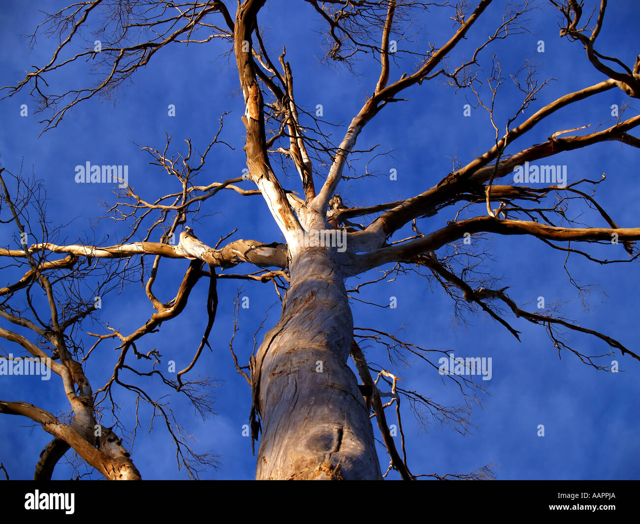 Grandi Tasmanian Gum Tree Foto Stock