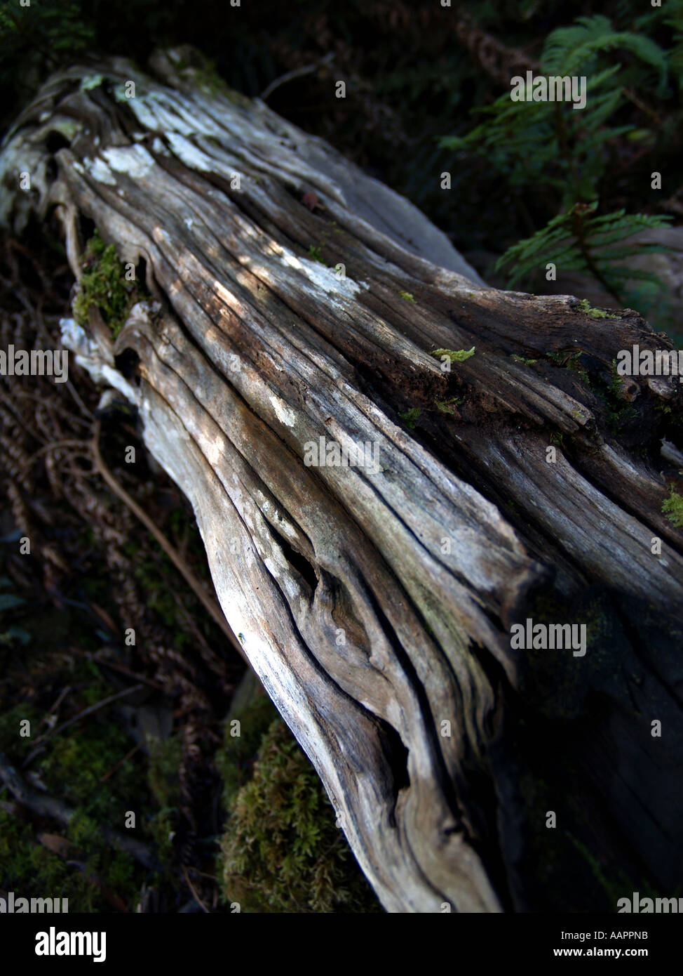 La foresta pluviale della Tasmania log Foto Stock