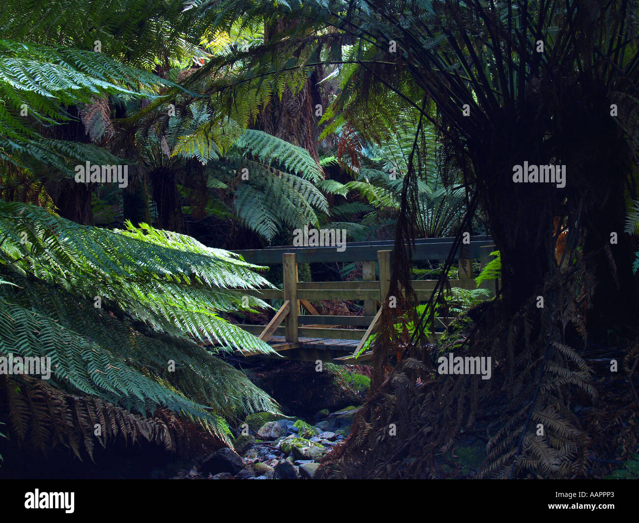 La foresta pluviale della Tasmania Foto Stock