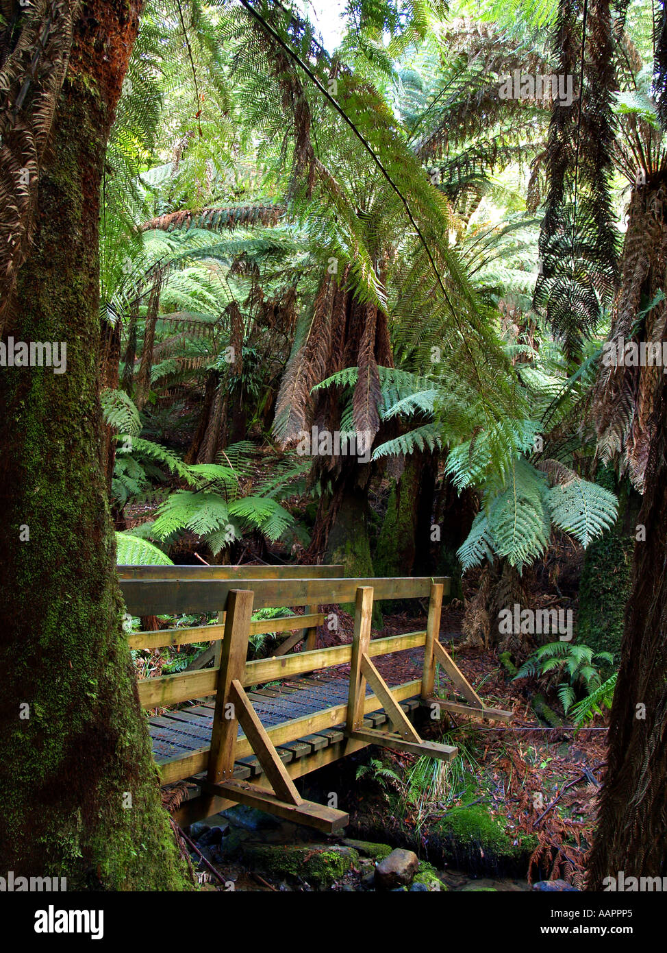 La foresta pluviale della Tasmania Foto Stock
