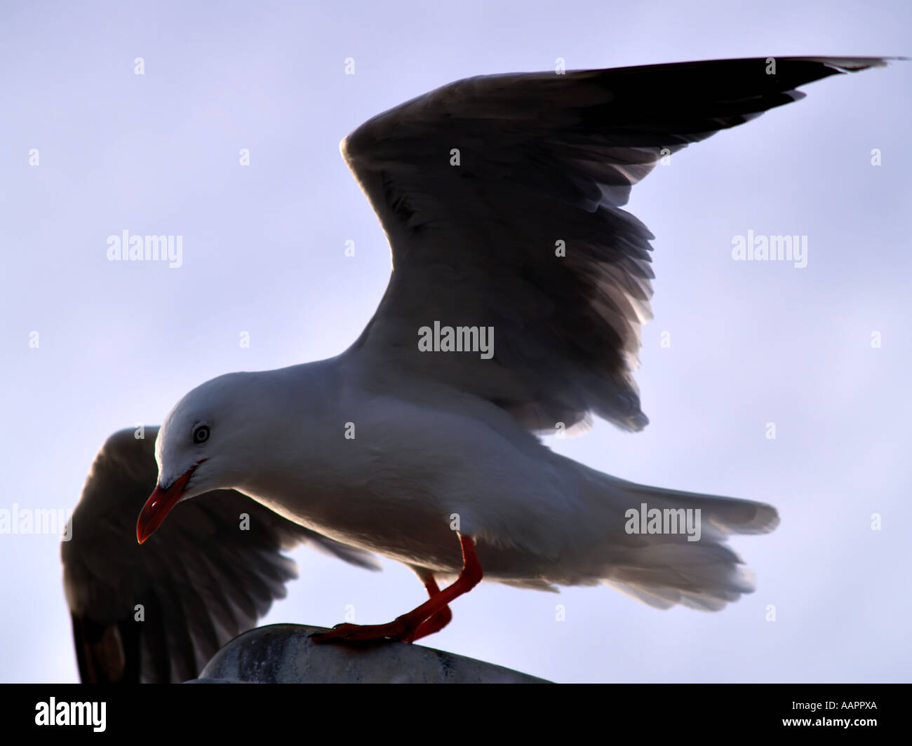 Gabbiano di atterraggio Foto Stock