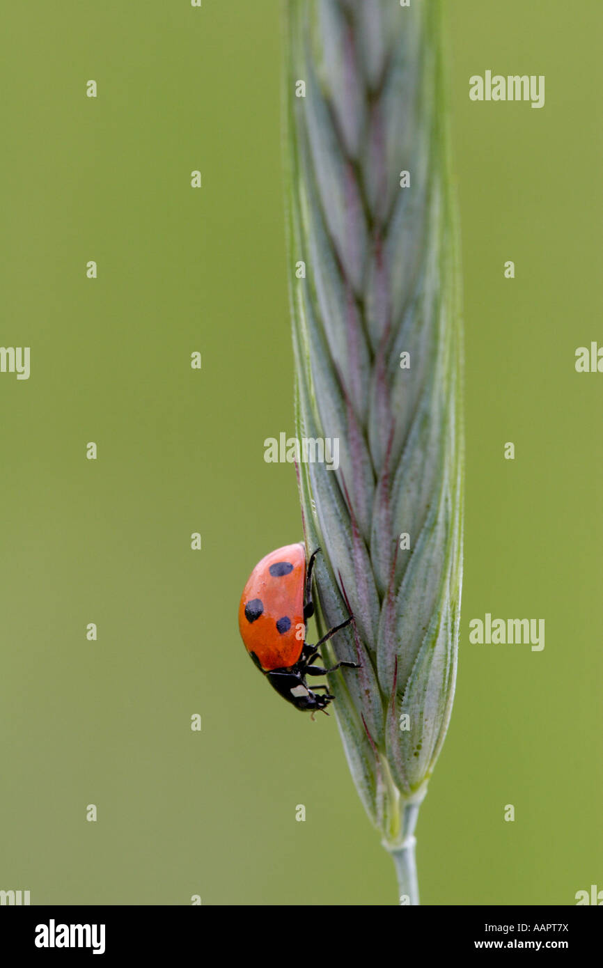 Sette spotted Ladybeetle o coccinella Coccinella septempunctata su un chiodo di erba Foto Stock
