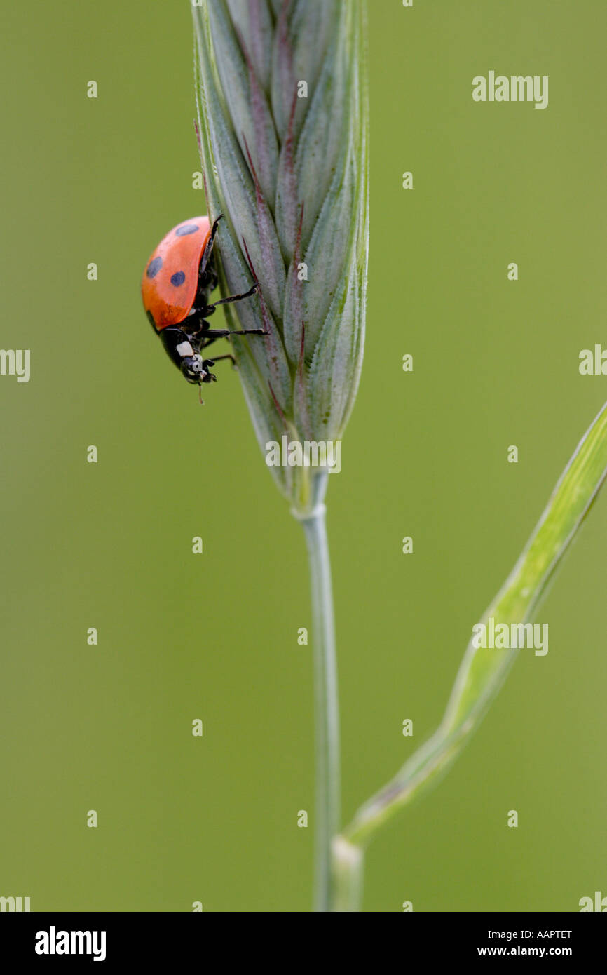 Sette spotted Ladybeetle o coccinella Coccinella septempunctata su spike di erba Foto Stock