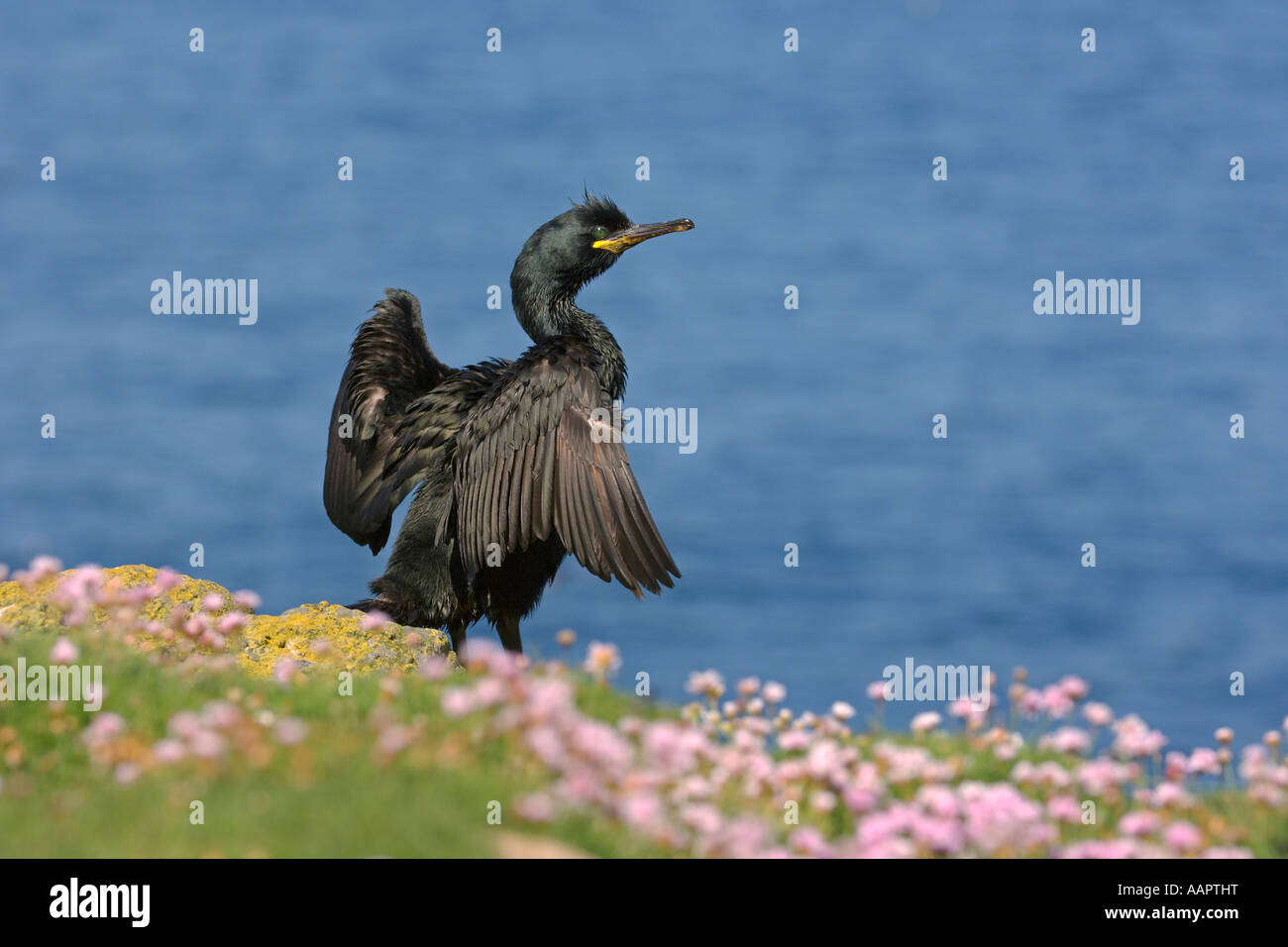 Il marangone dal ciuffo Phalacrocorax aristotelis adulto ali di essiccazione tra la parsimonia Armeria maritima Isola di lunga Scozia Giugno Foto Stock