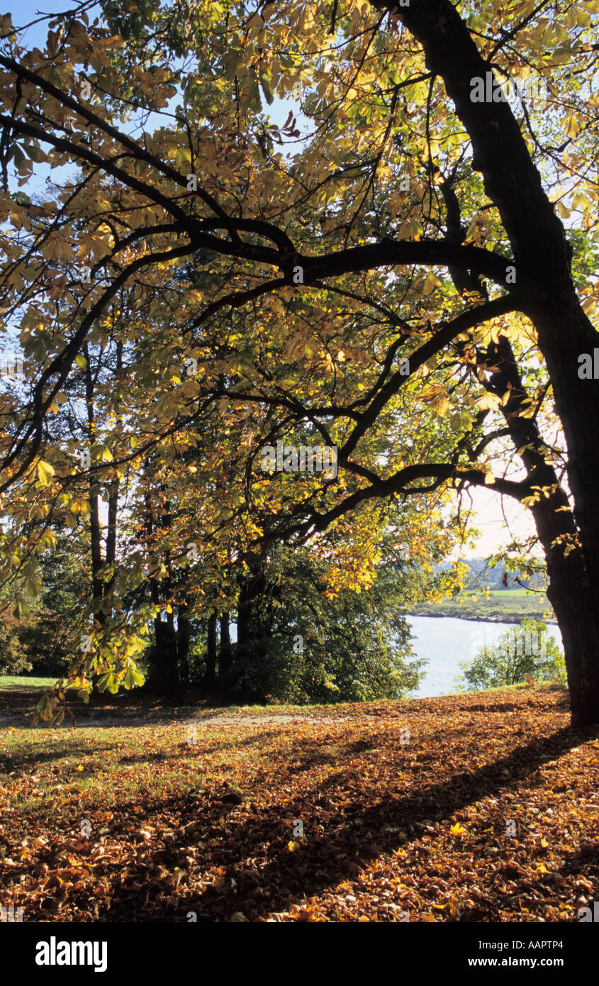 Autunno dorato nel parco Mezotne vicino fiume Lielupe Lettonia Foto Stock