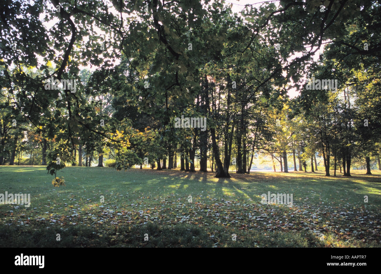 Autunno dorato nel parco Mezotne vicino fiume Lielupe Lettonia Foto Stock