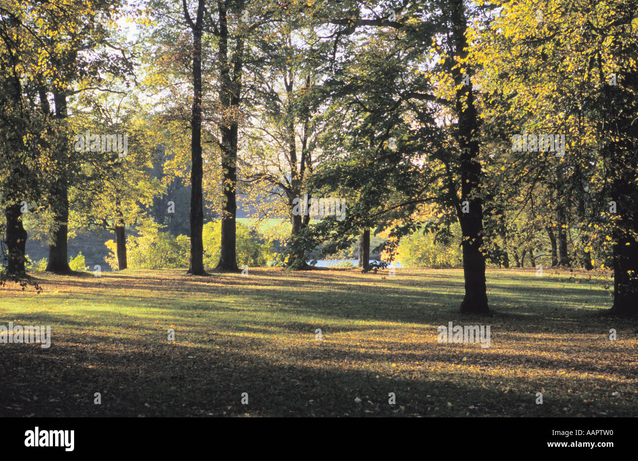 Autunno dorato nel parco Mezotne vicino fiume Lielupe Lettonia Foto Stock