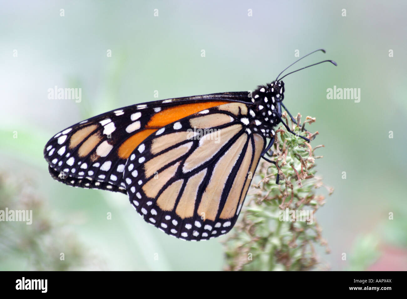 Farfalla monarca (Danaus plexippus) Foto Stock