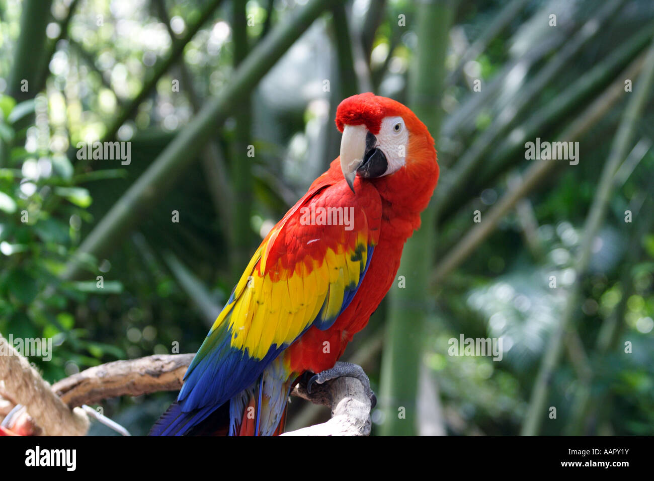 Scarlet Macaw (Ara macao) Foto Stock