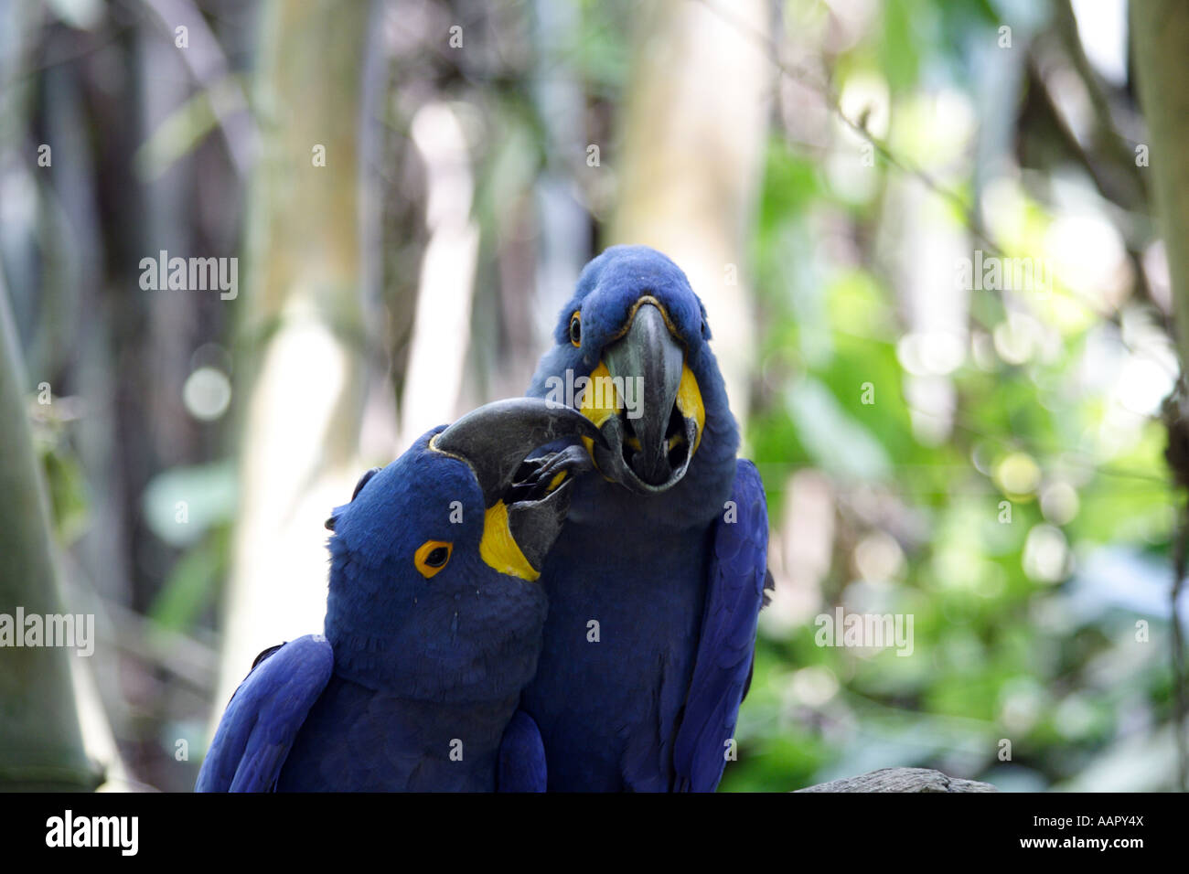 Ara Giacinto (Anodorhynchus hyacinthinus) Foto Stock