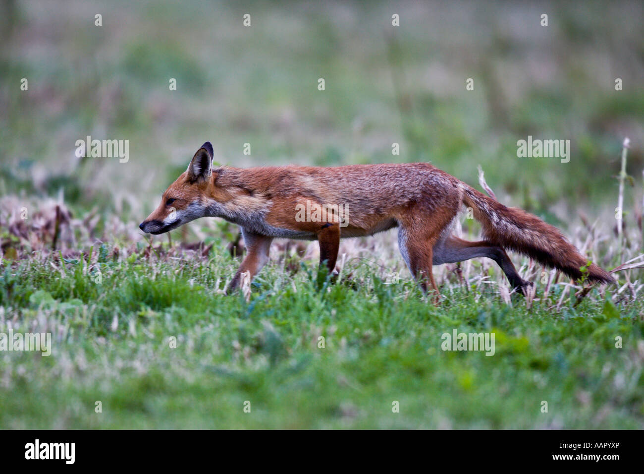 Red Fox (Vulpes vulpes) fuori la caccia alla ricerca alert Dunton Bedfordshire Foto Stock