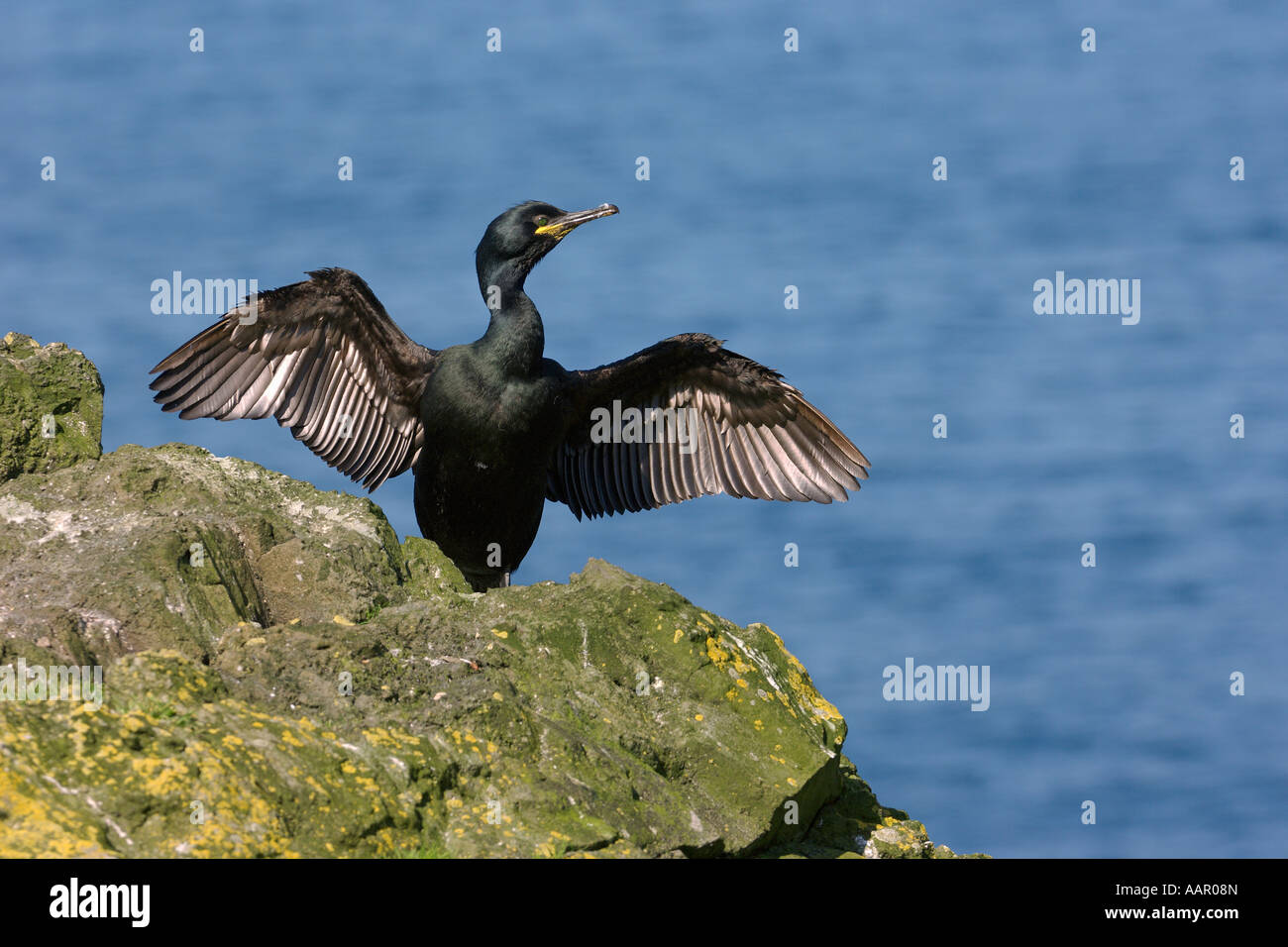 Il marangone dal ciuffo Phalacrocorax aristotelis adulto ali di essiccazione Isola di lunga Scozia Giugno Foto Stock