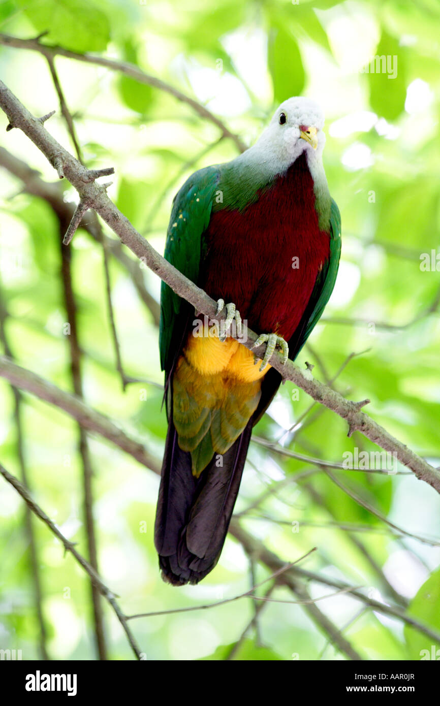 La frutta Wompoo-colomba, Ptilinopus magnifico Foto Stock