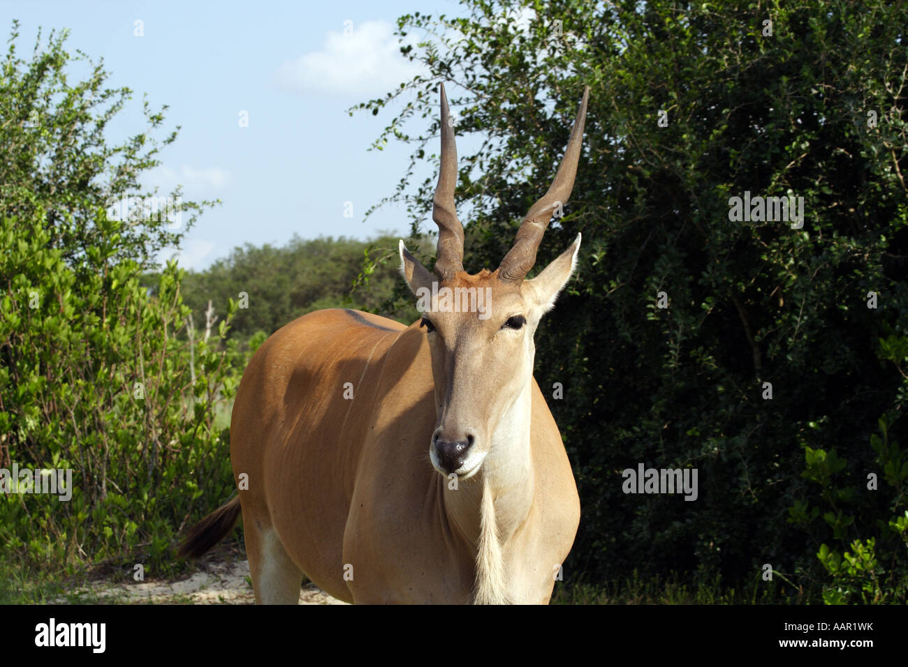 Eland comune (Taurotragus oryx) Foto Stock