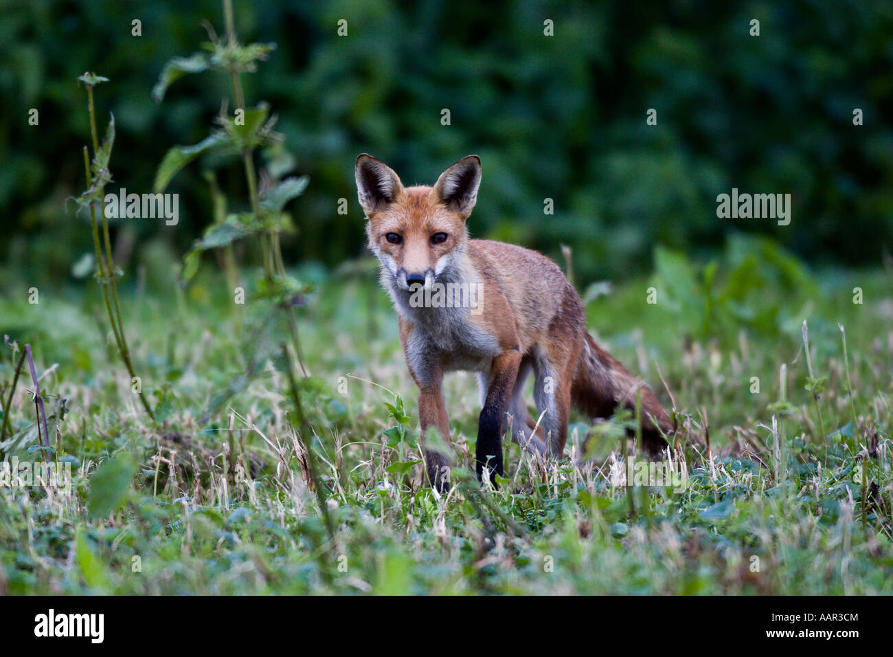Red Fox (Vulpes vulpes) alla ricerca permanente di avviso con le orecchie fino Dunton bedfordshire Foto Stock