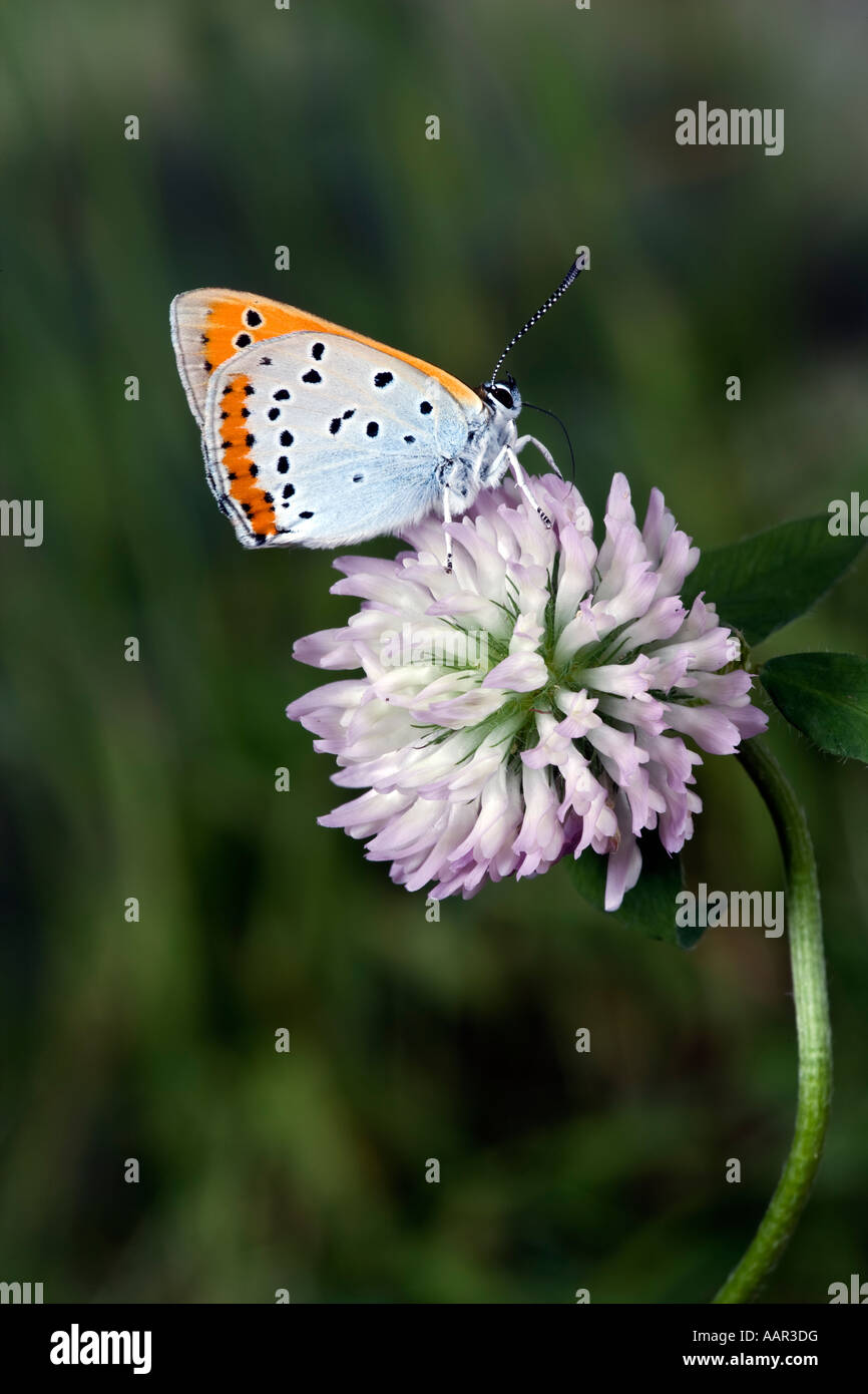 Rame di grandi dimensioni (Lycaena dispar) alimentazione sul chiodo di garofano con bel al di fuori della messa a fuoco lo sfondo Foto Stock