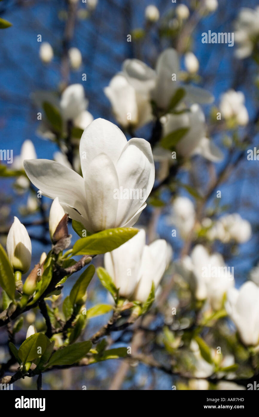 La magnolia in fiore in Slaithwaite Foto Stock