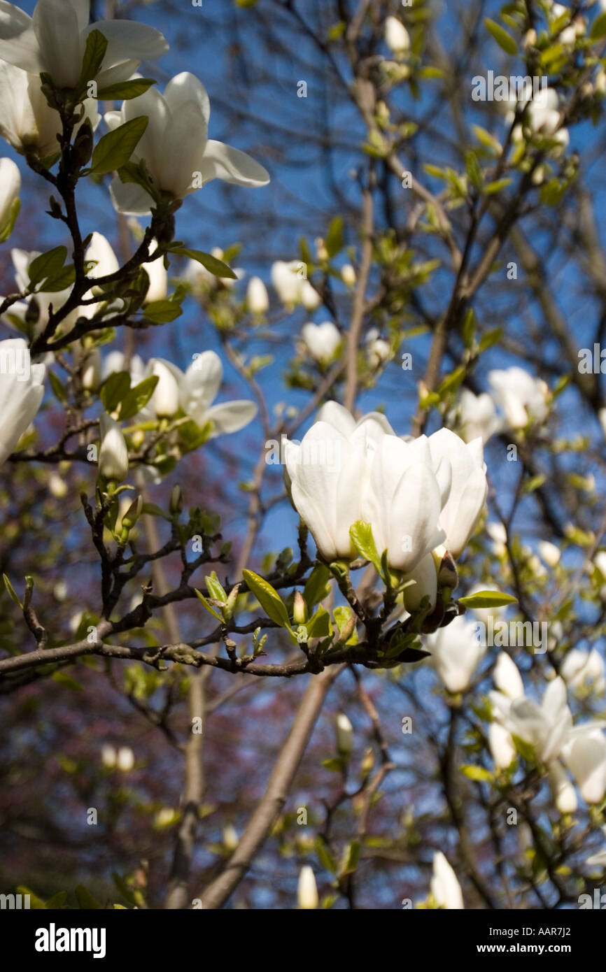 La magnolia in fiore in Slaithwaite Foto Stock