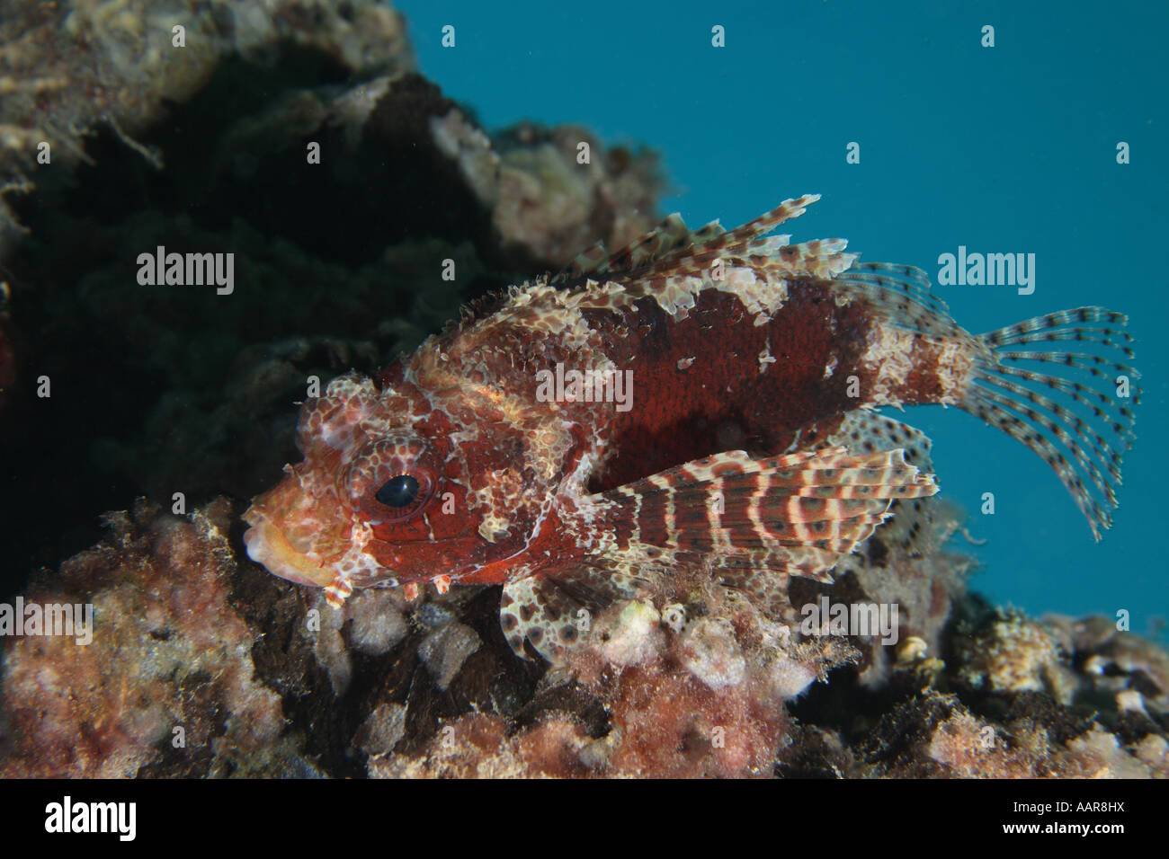 Illex o Leone Nani turkeyfish o farfalla cod Dendrochirus brachypterus Foto Stock