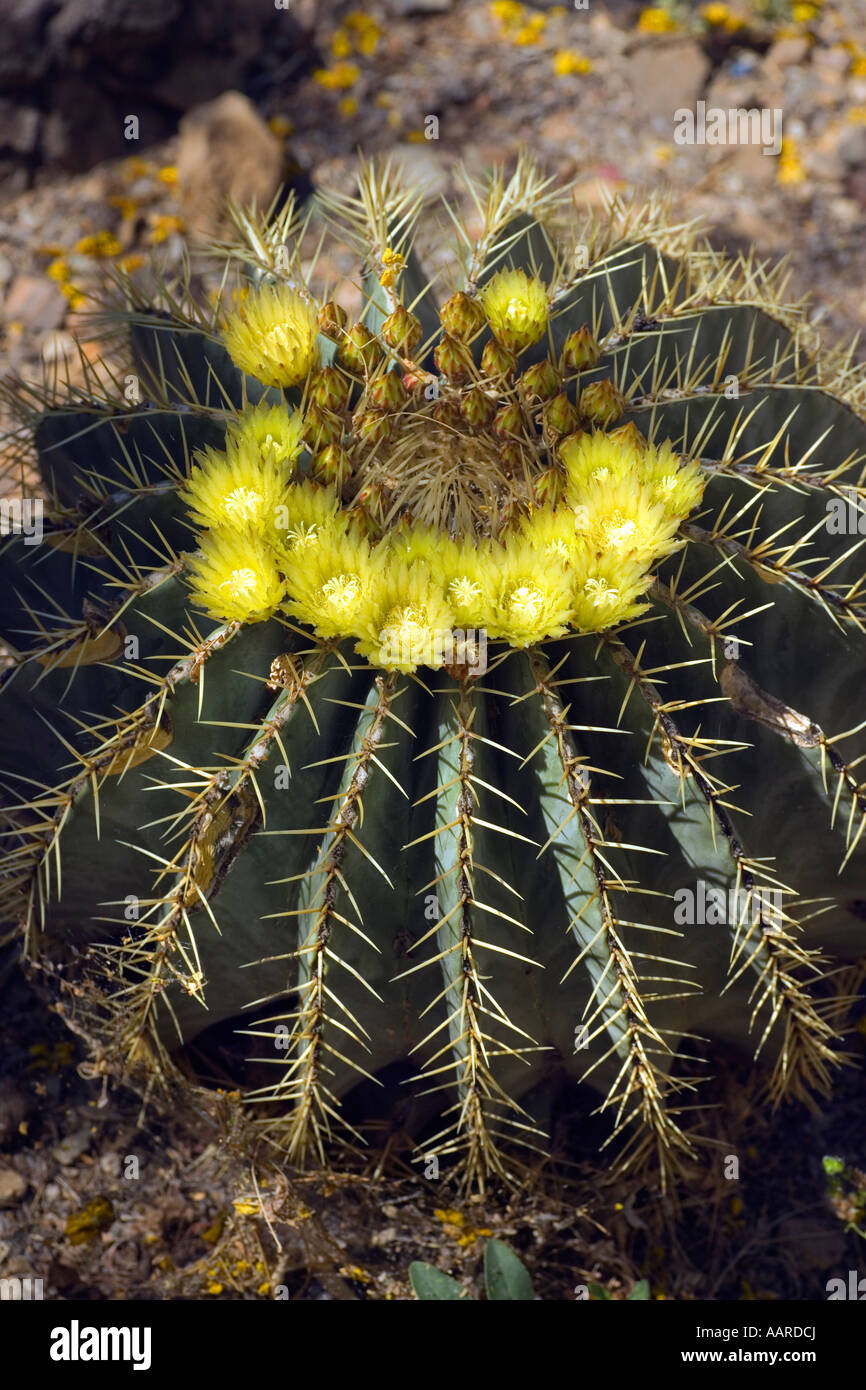 Blooming Barrel Cactus AZ Foto Stock