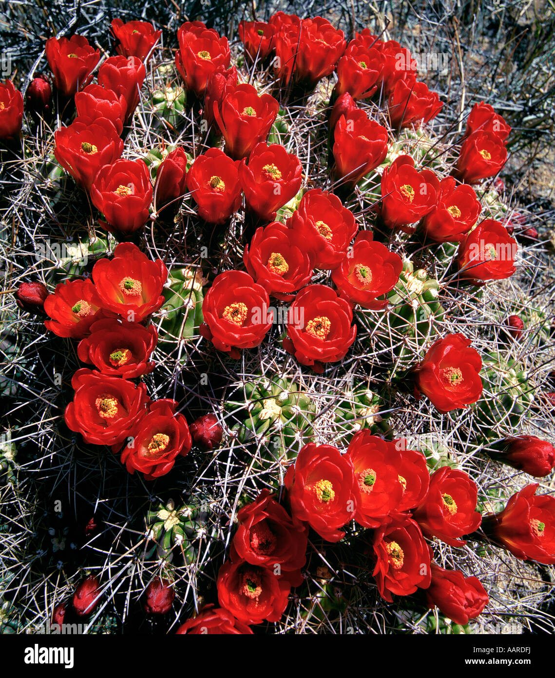 Claret Cup Cactus in Bloom Echinocereus triglochidiatus Joshua Tree National Monument CA Foto Stock
