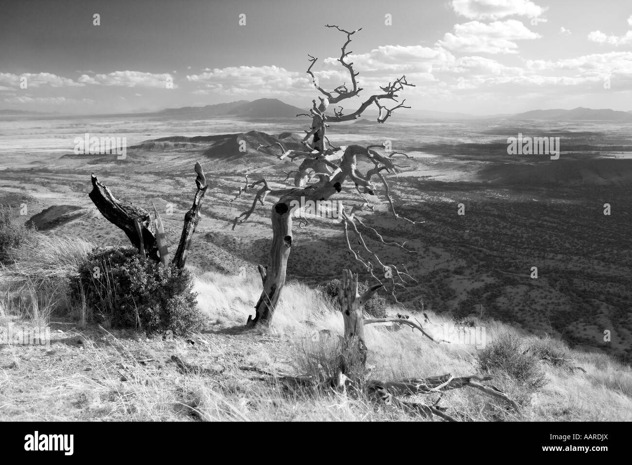 Ghost Tree High Chaparral Coronado National Memorial Arizona Foto Stock