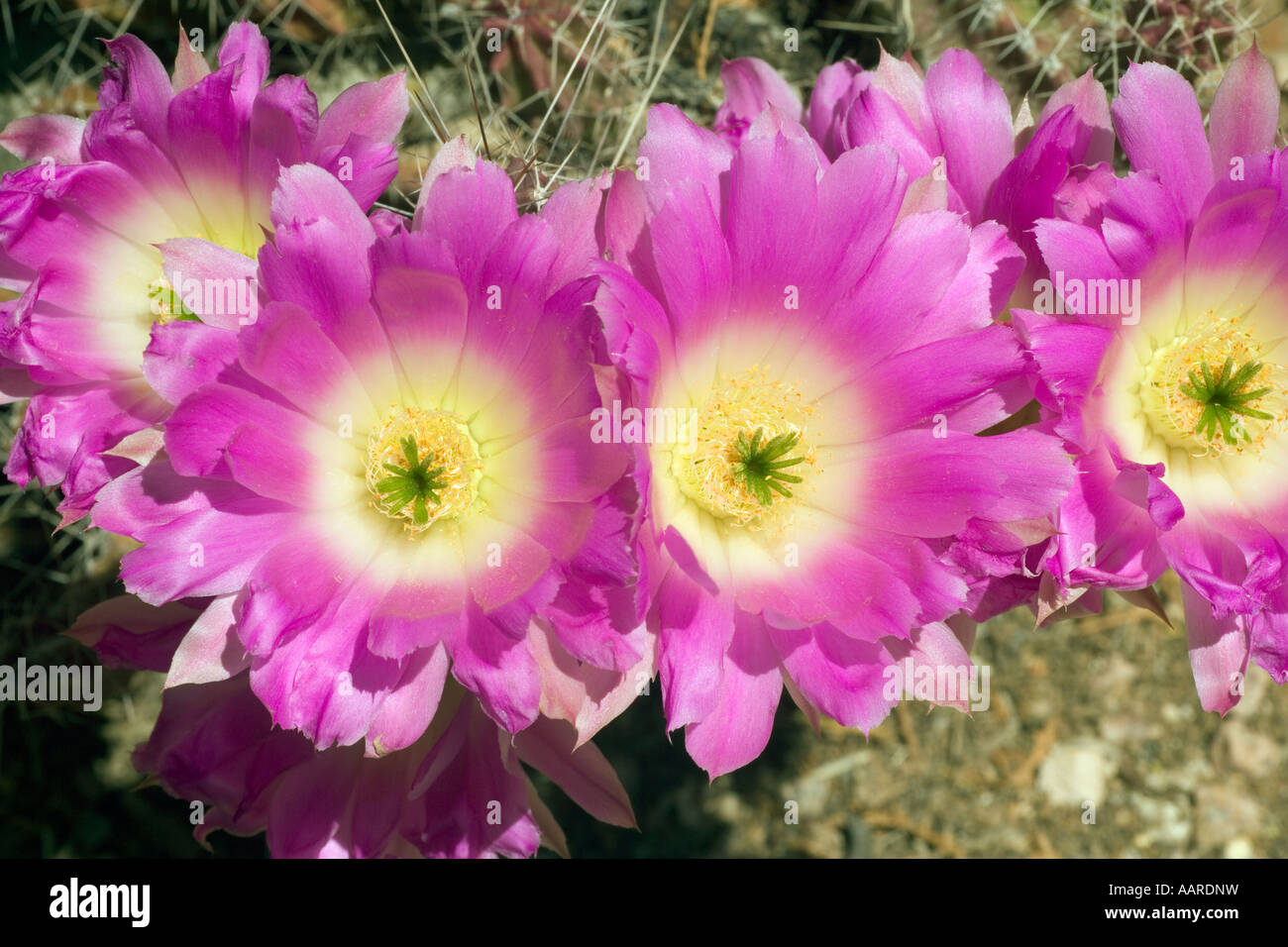Lady Finger Cactus Echinocereus pentalophus Texas Foto Stock