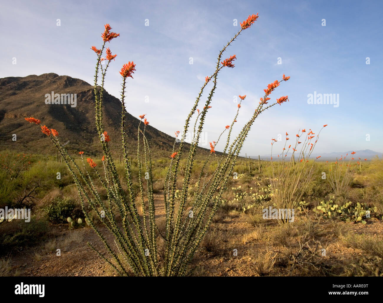 Ocotillo in fiore parco nazionale del Saguaro Arizona Foto Stock