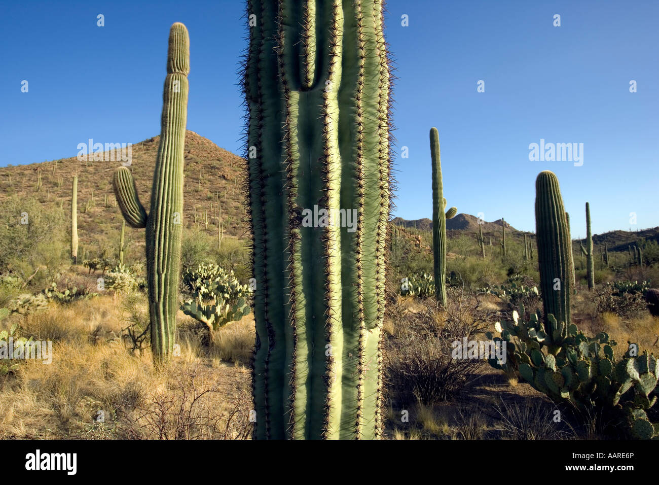 Cactus Saguaro Studio Parco nazionale del Saguaro Arizona Foto Stock