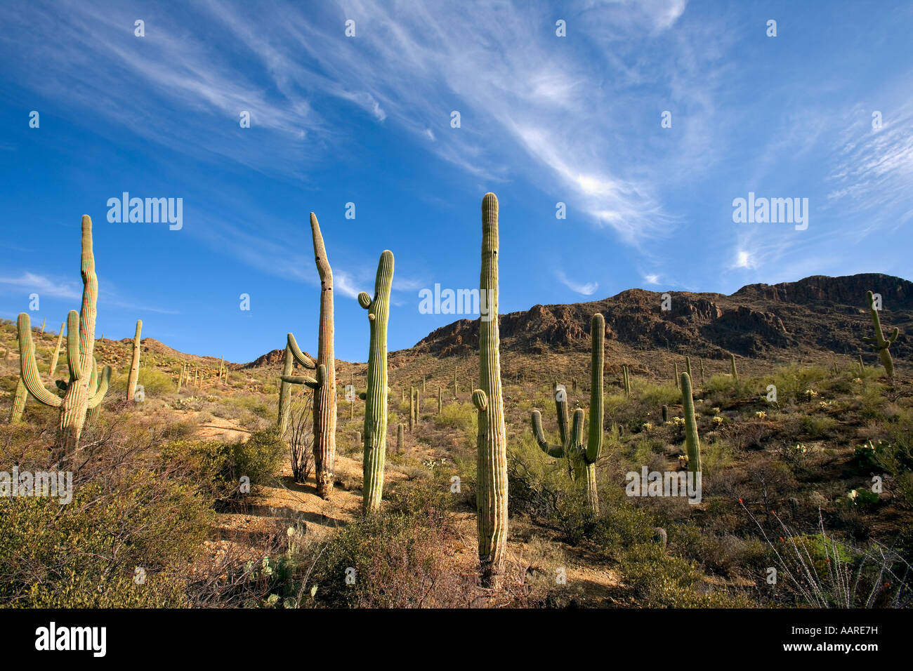 Cactus Saguaro Parco nazionale del Saguaro Arizona Foto Stock