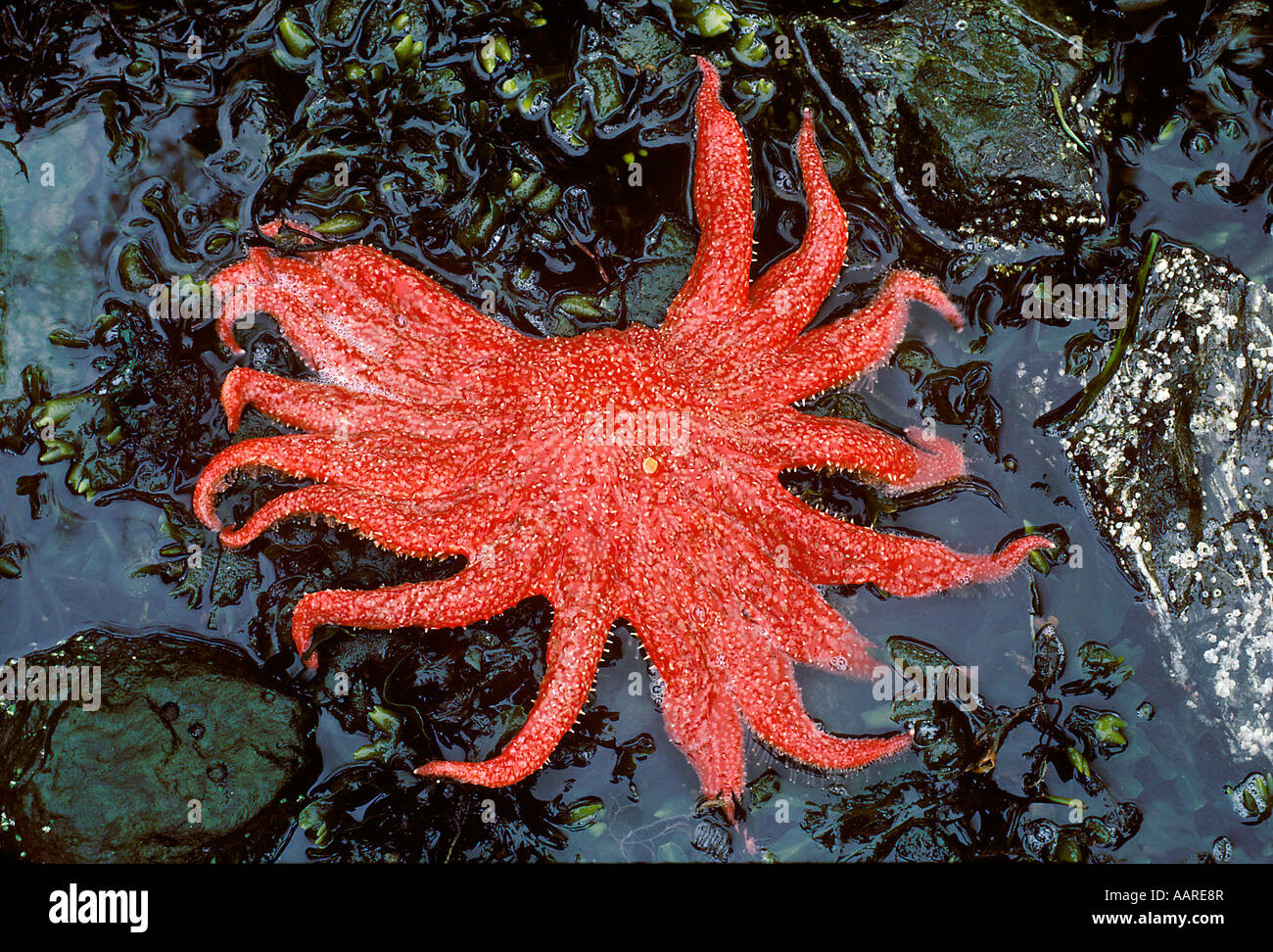 Girasole Seastar Pycnopodia helianthoides Puget Sound Washington Foto Stock