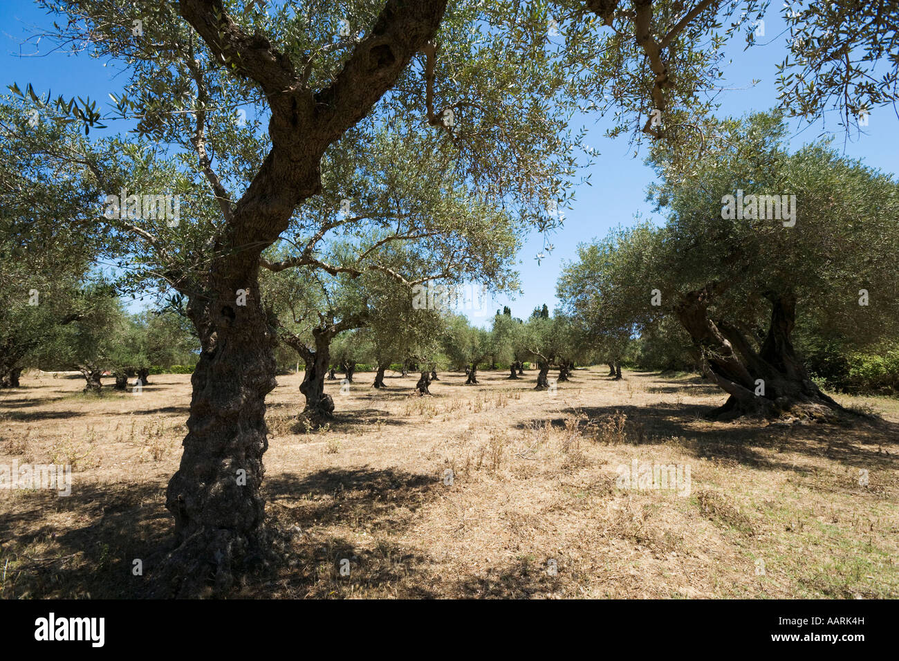 Alberi di ulivo, Zante, Isole Ionie, Grecia Foto Stock