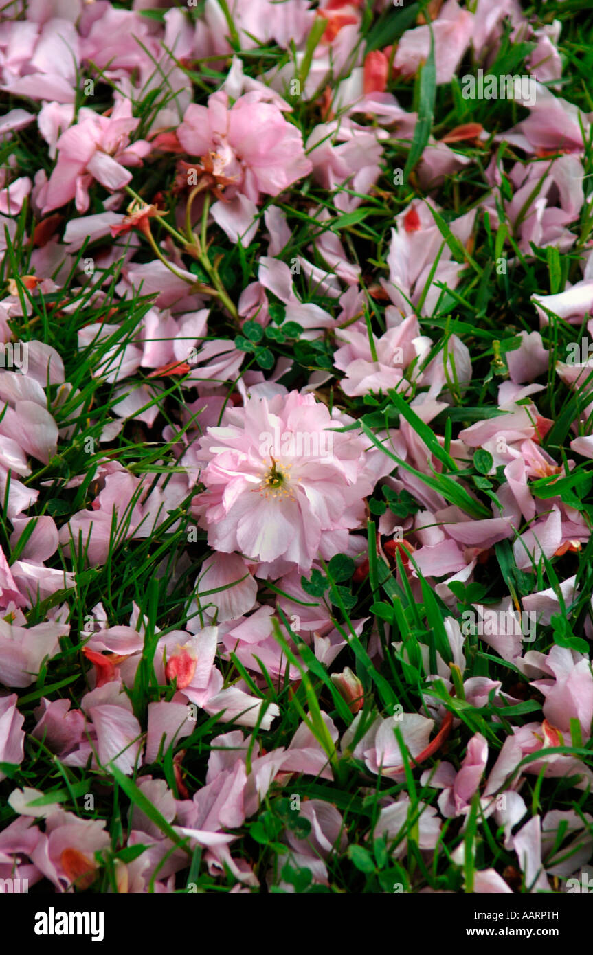 Caduto Cherry Blossom Flower & petali ,giacente sul fresco verde erba. Foto Stock