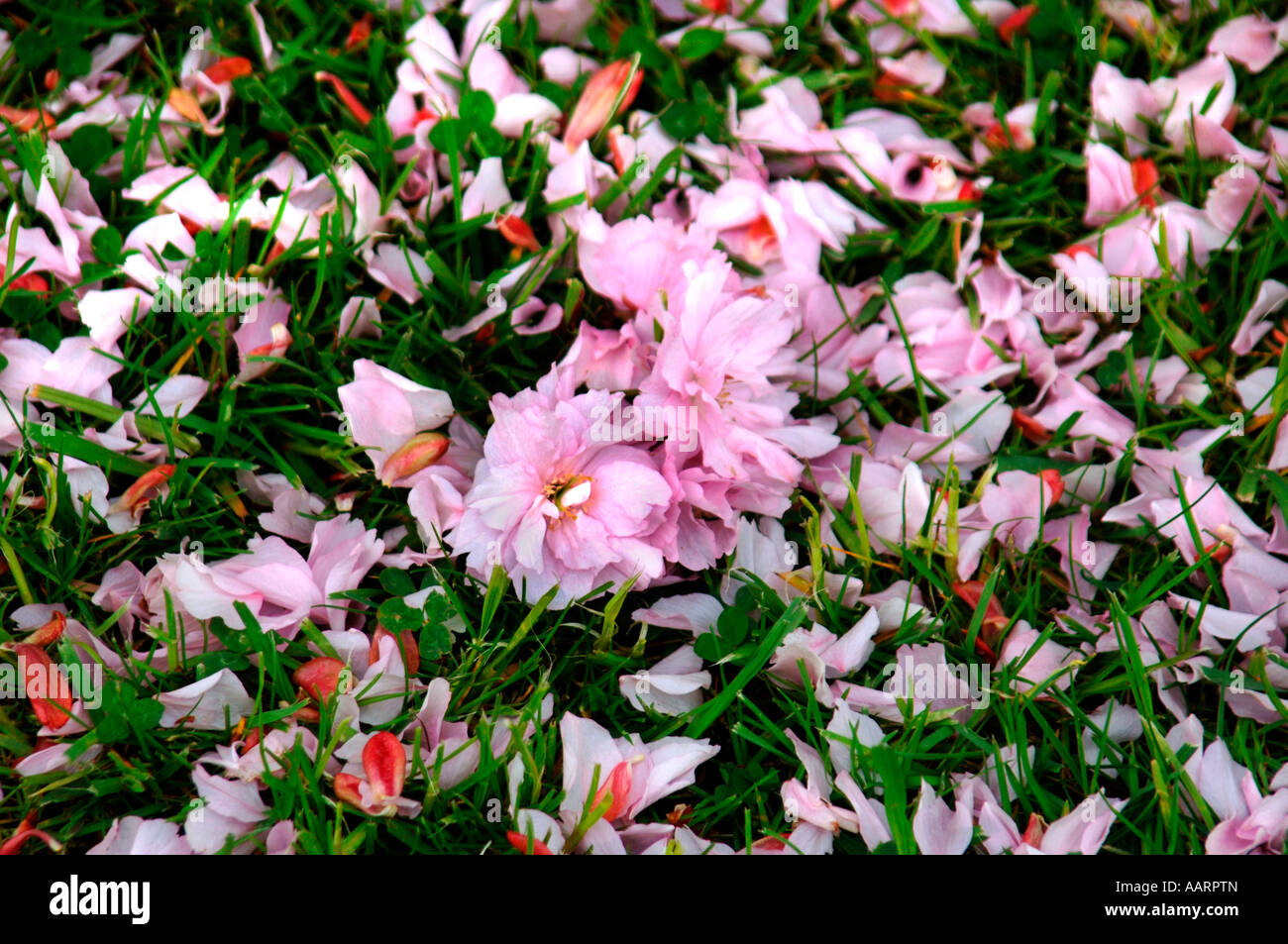 Caduti di fiori di ciliegio Fiori & petali ,giacente sul fresco verde erba. Foto Stock