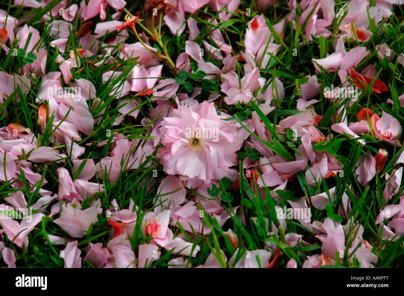 Caduto Cherry Blossom Flower & petali ,giacente sul fresco verde erba. Foto Stock