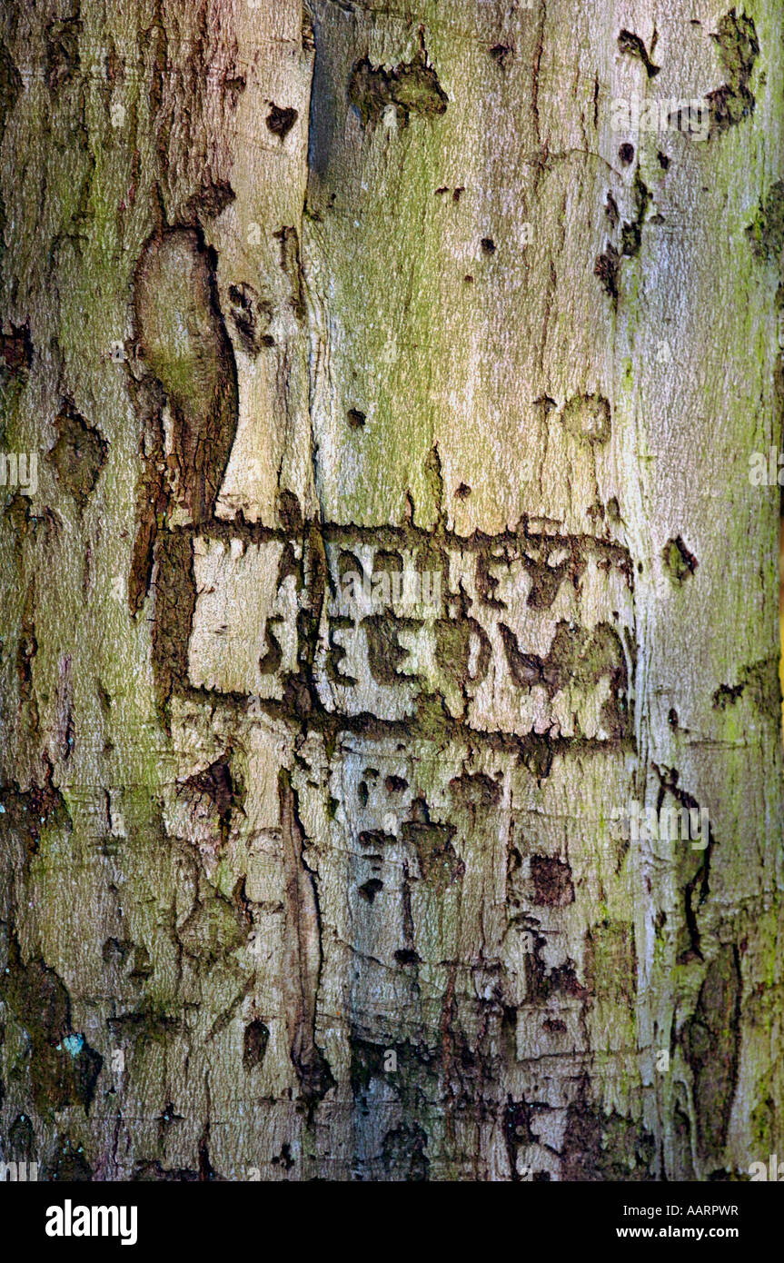 Graffiti incisi su un tronco di albero. Foto Stock