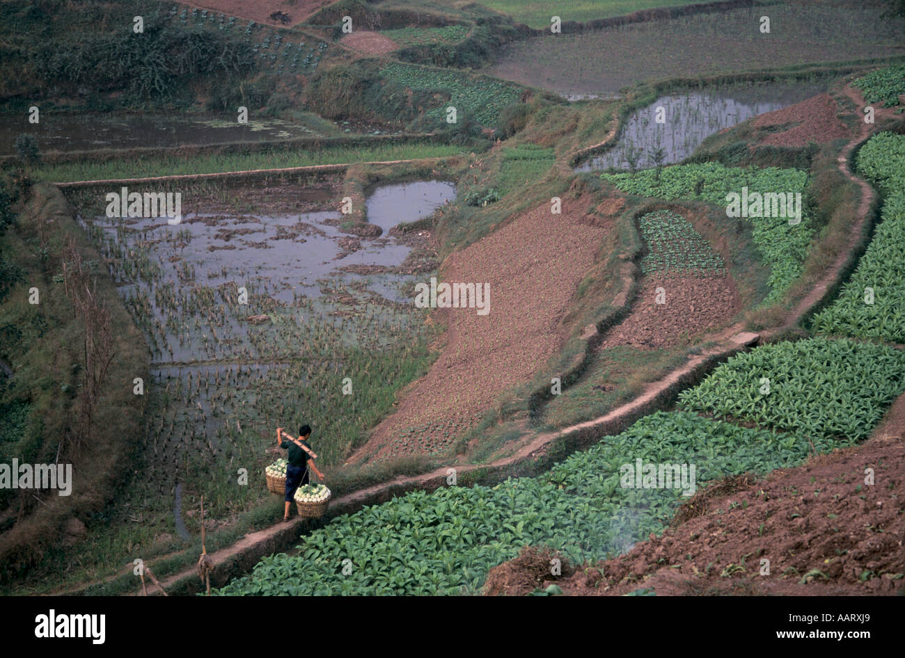 Cina s riforme economiche di lavoro dei contadini nei campi di riso vicino CHONGQUING 1998 Foto Stock