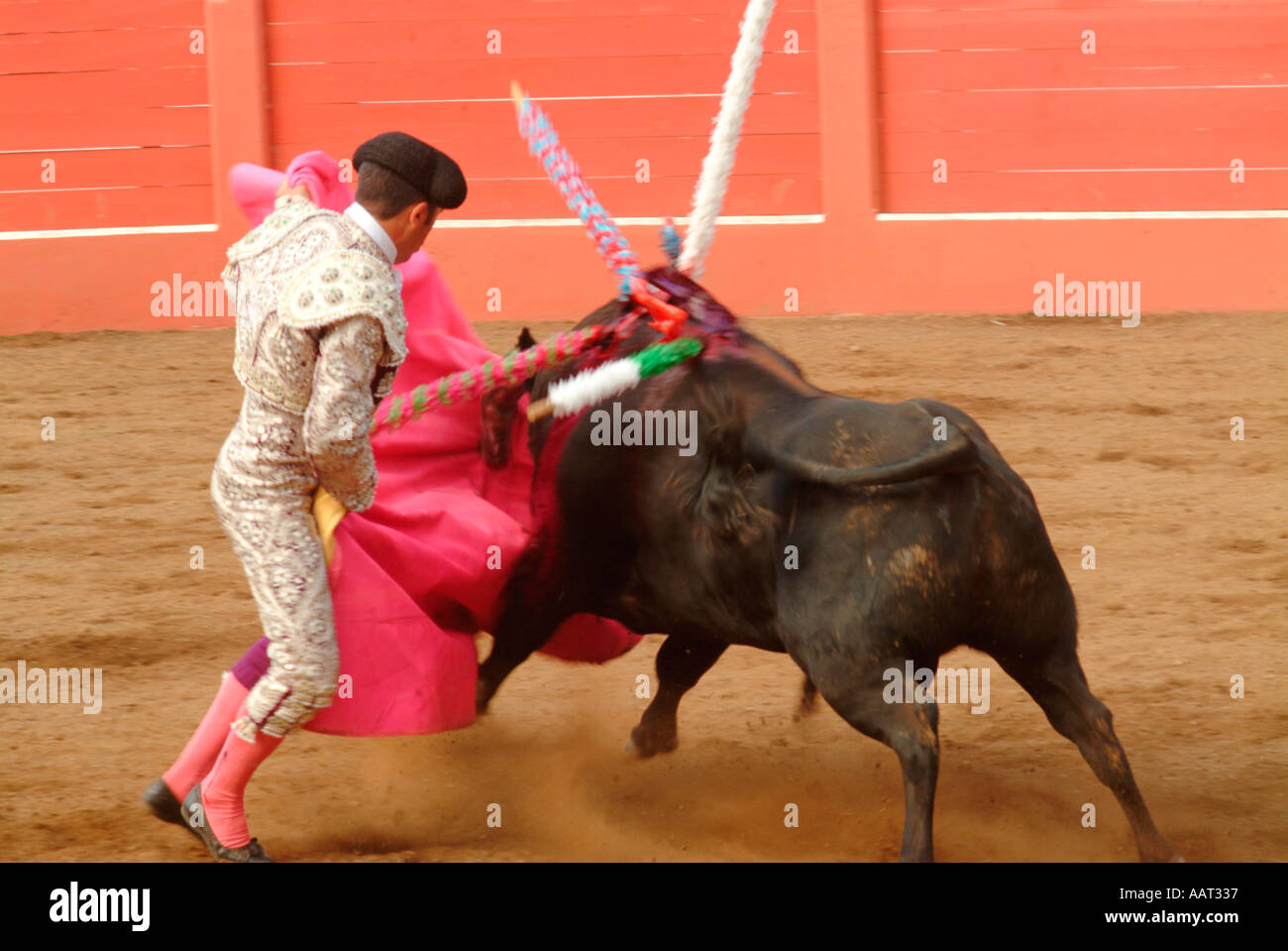 Un matador evita la carica di un toro mentre piantano un altro bandeirilhas in un toro in una corrida nelle Azzorre, Portogallo Foto Stock
