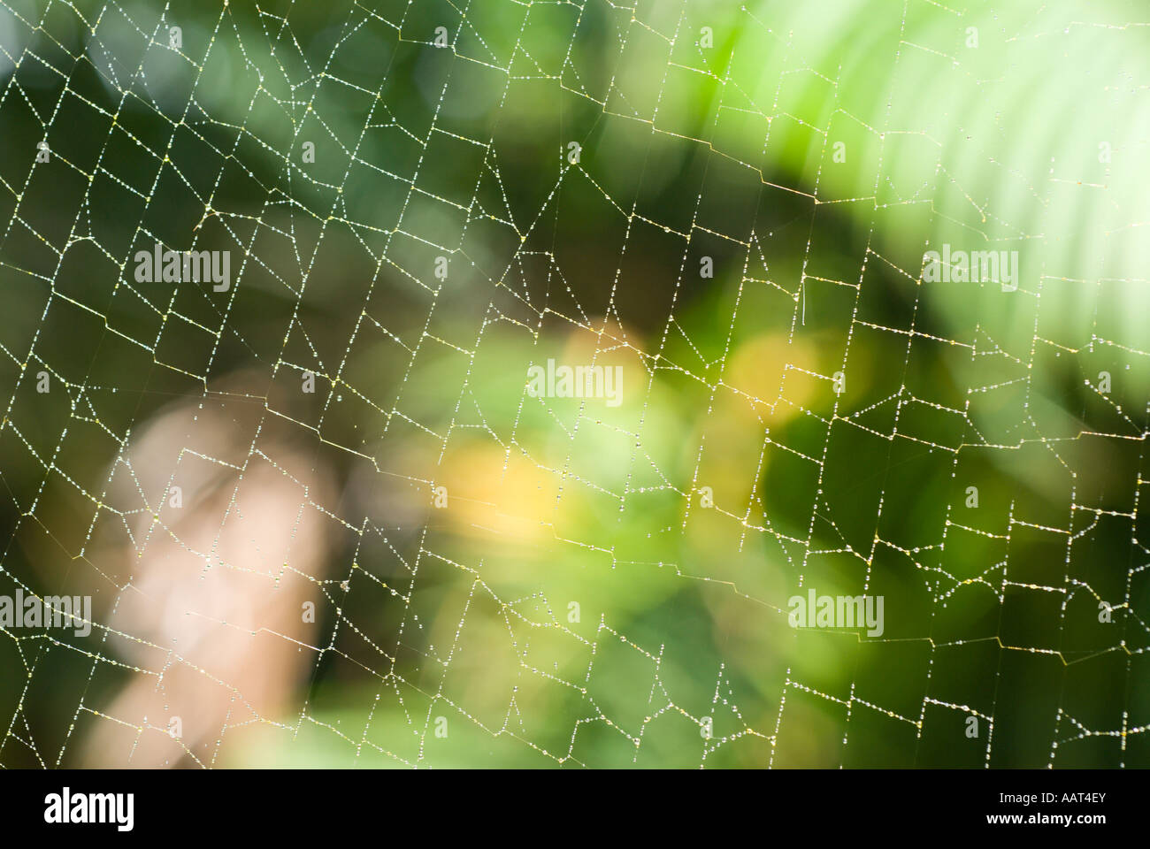 Coperti di rugiada Golden Orb spiderweb Foto Stock